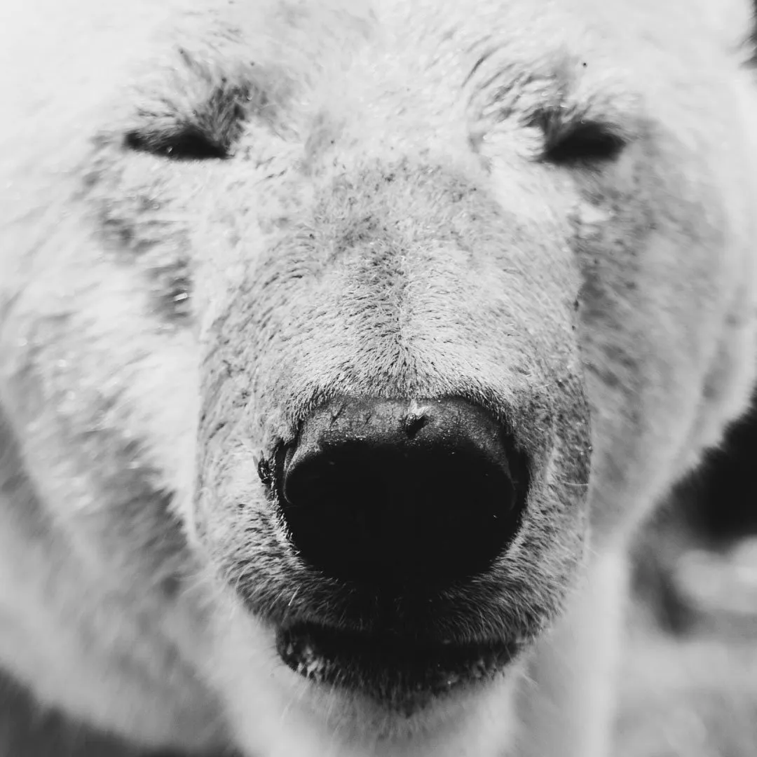 Black-and-white extreme close-up of a polar bear's face, focusing on its large black nose and fuzzy fur.