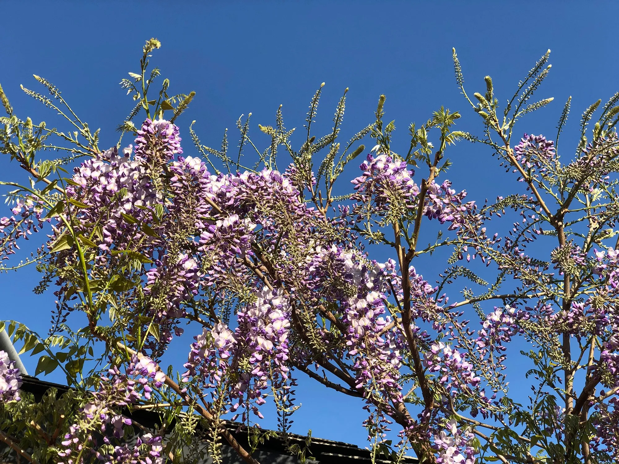 Purple wisteria in full bloom against a clear blue sky.