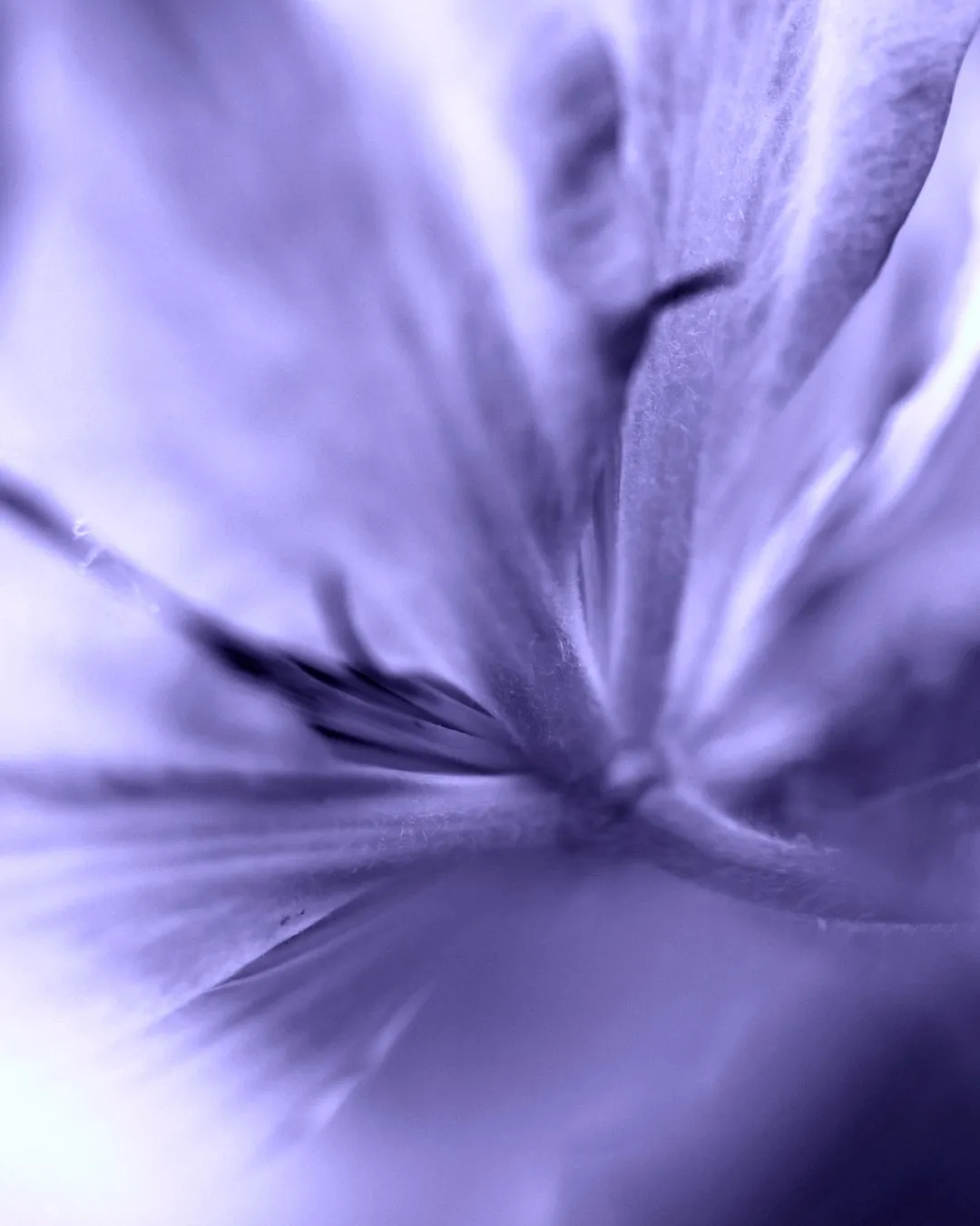 A macro close-up of soft purple flower petals radiating from a central point, with gentle folds and blurred edges.
