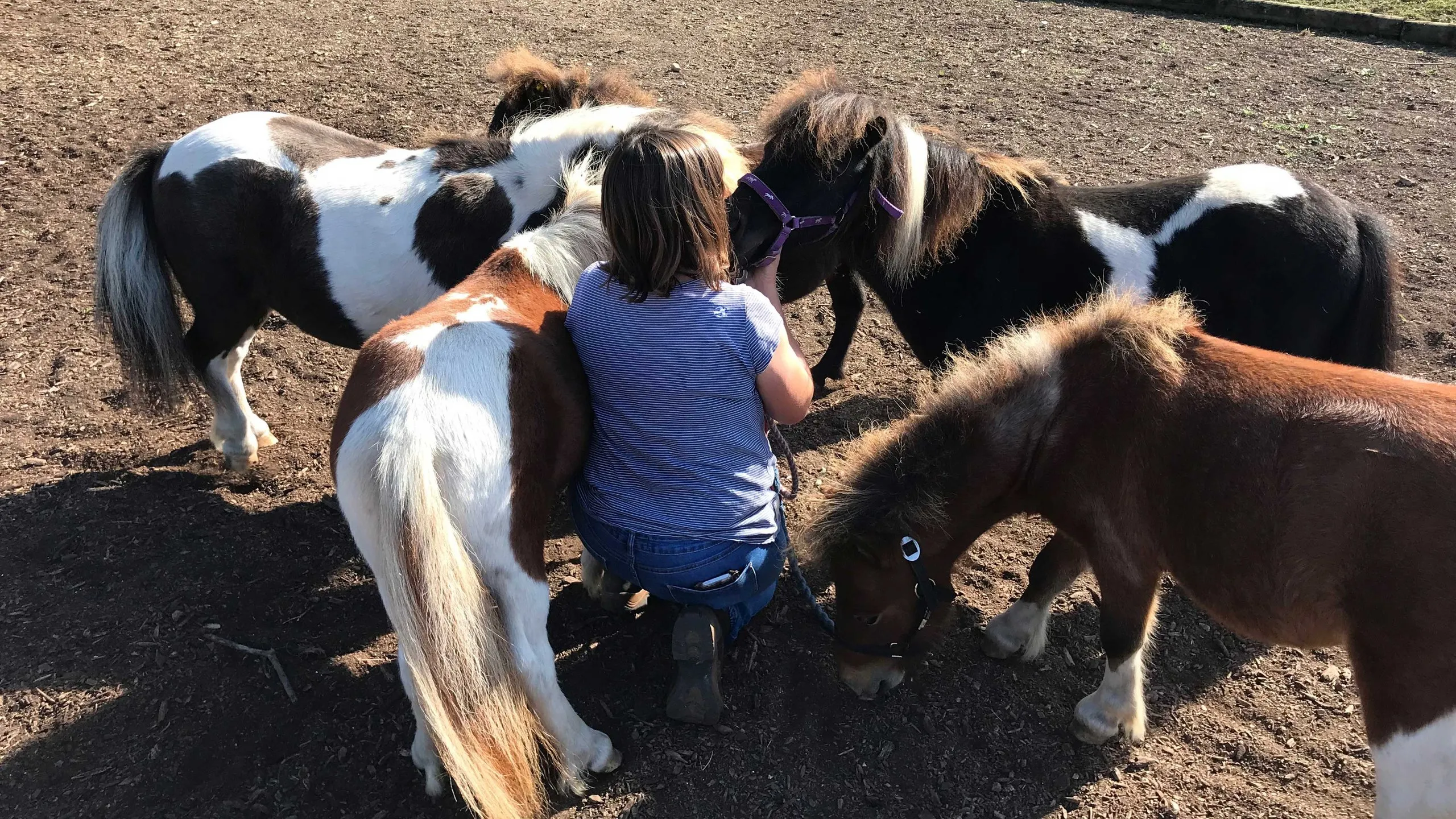 A child crouches among five Shetland ponies in a dusty paddock, stroking the nose of one.